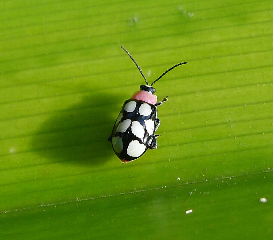 Image of Eight-spotted Flea Beetle