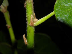 Image of Panama tree