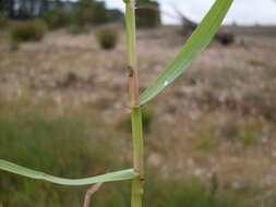 Image of crowngrass