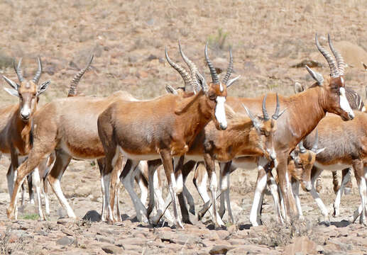 Image of Blesbok