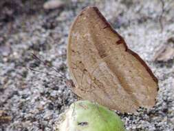 Image of Bebearia mardania Fabricius 1793