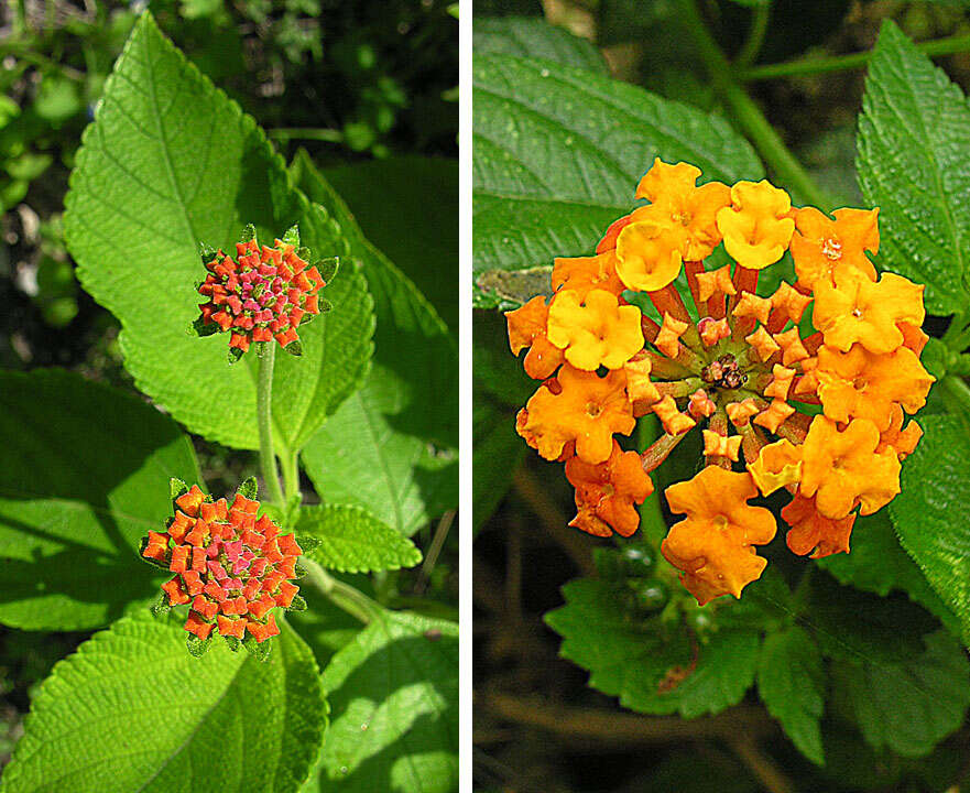 Sivun Lantana urticoides Hayek kuva