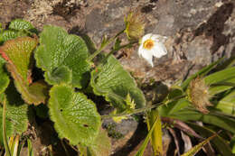 Image of Geum talbotianum W. M. Curtis