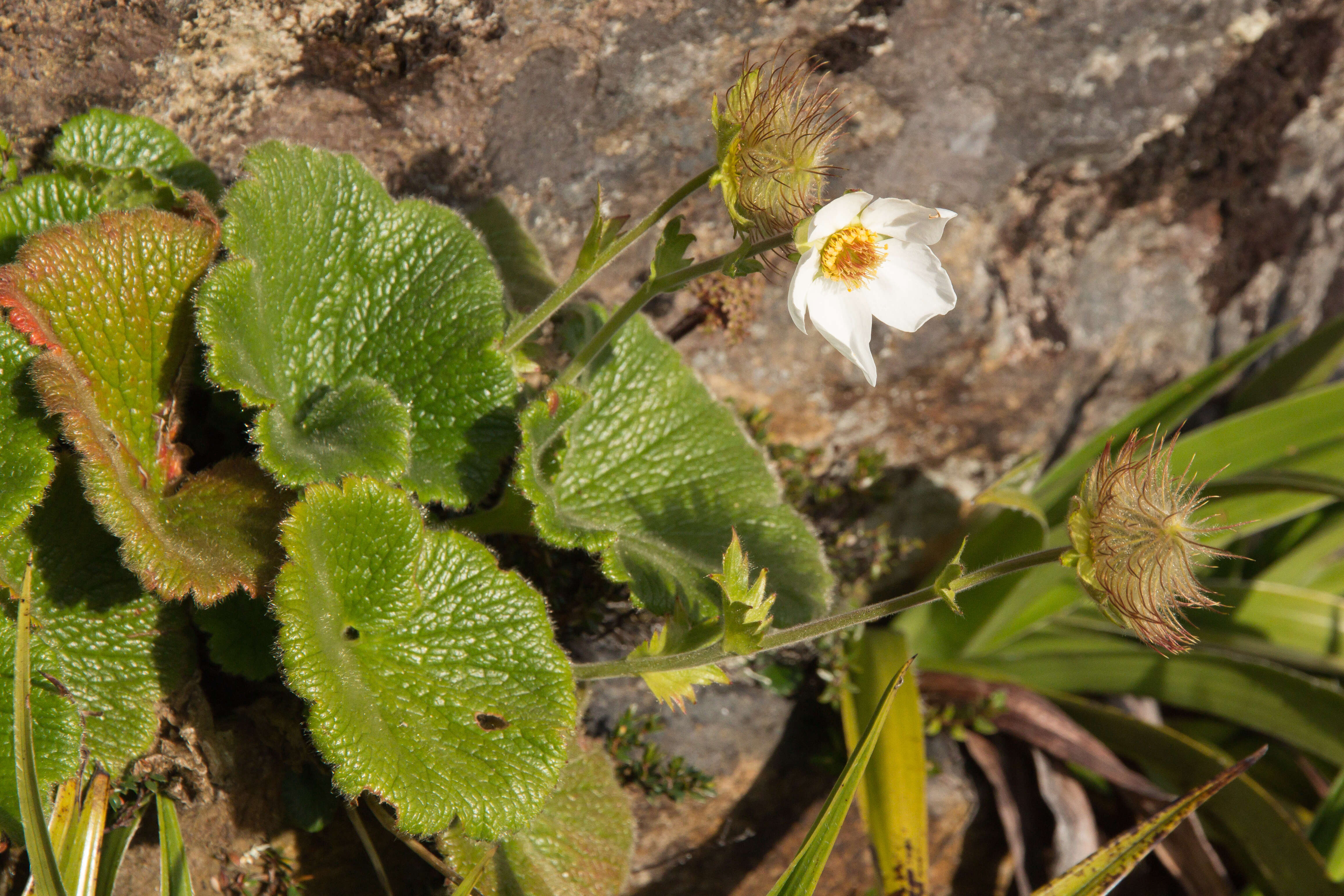 Image of Geum talbotianum W. M. Curtis