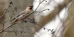 Image of waxwings and relatives