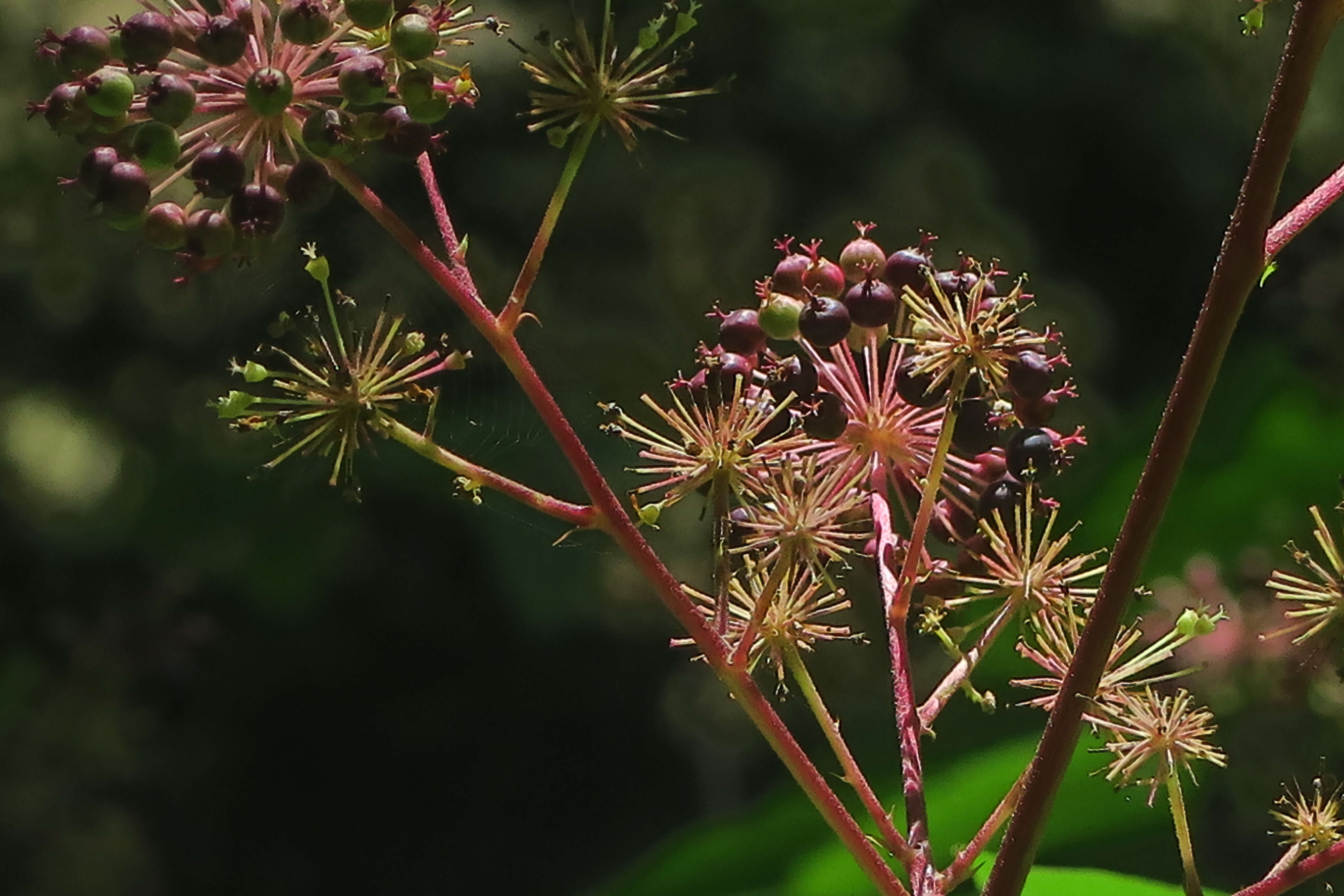 Image of California spikenard