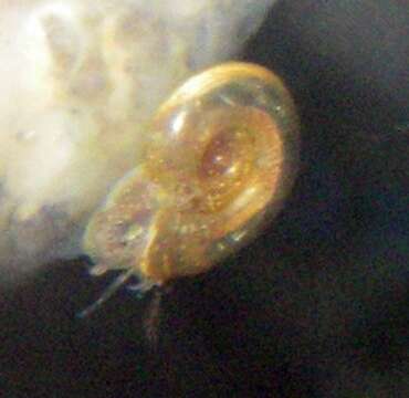 Image of Thames ram's-horn snail