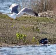 Image of Caspian Gull