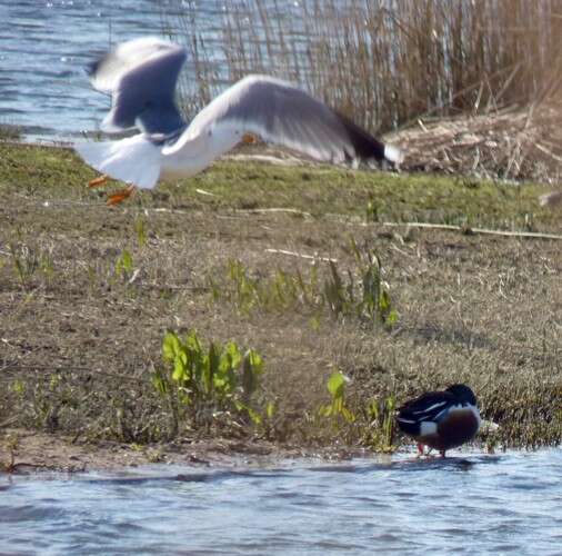 Image of Caspian Gull