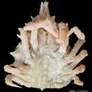 Image of channelnose spider crab