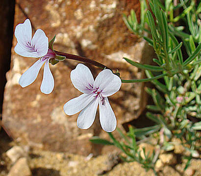 Imagem de Pelargonium laevigatum (L. fil.) Willd.