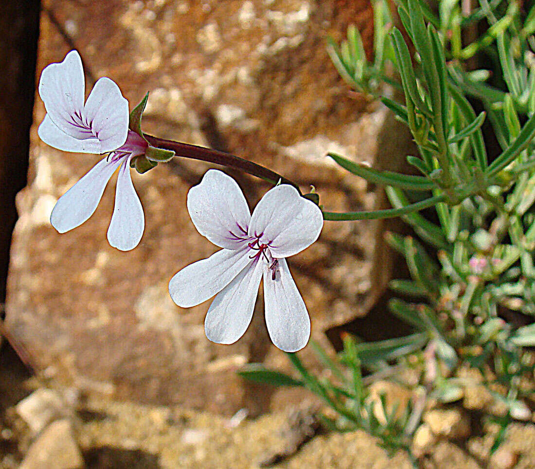 Image de Pelargonium laevigatum (L. fil.) Willd.