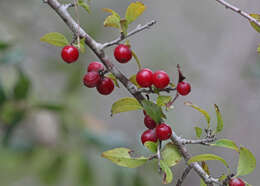 Image of Carolina holly