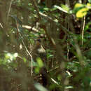 Image of Red-capped Coua