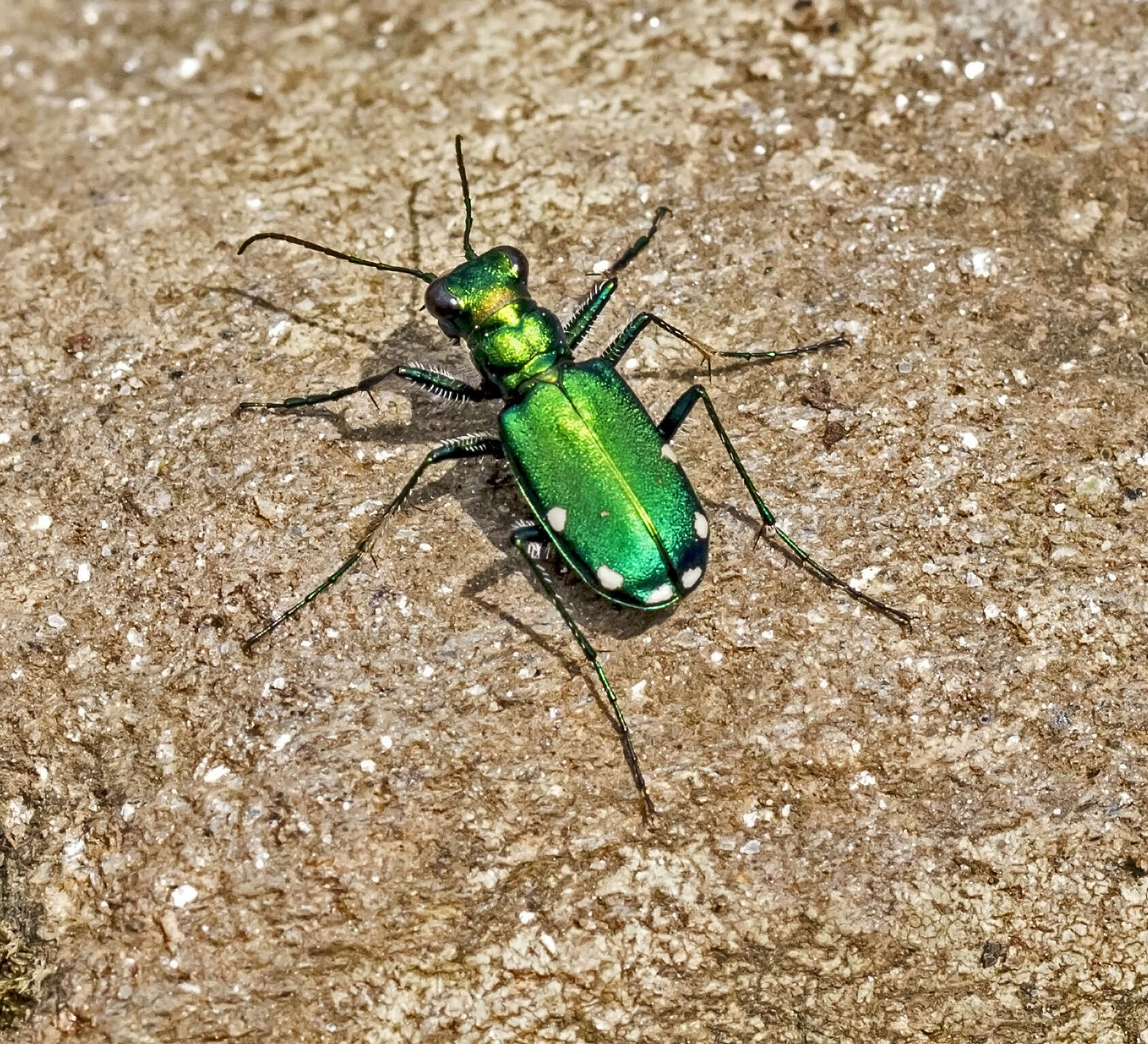 Image of tiger beetles