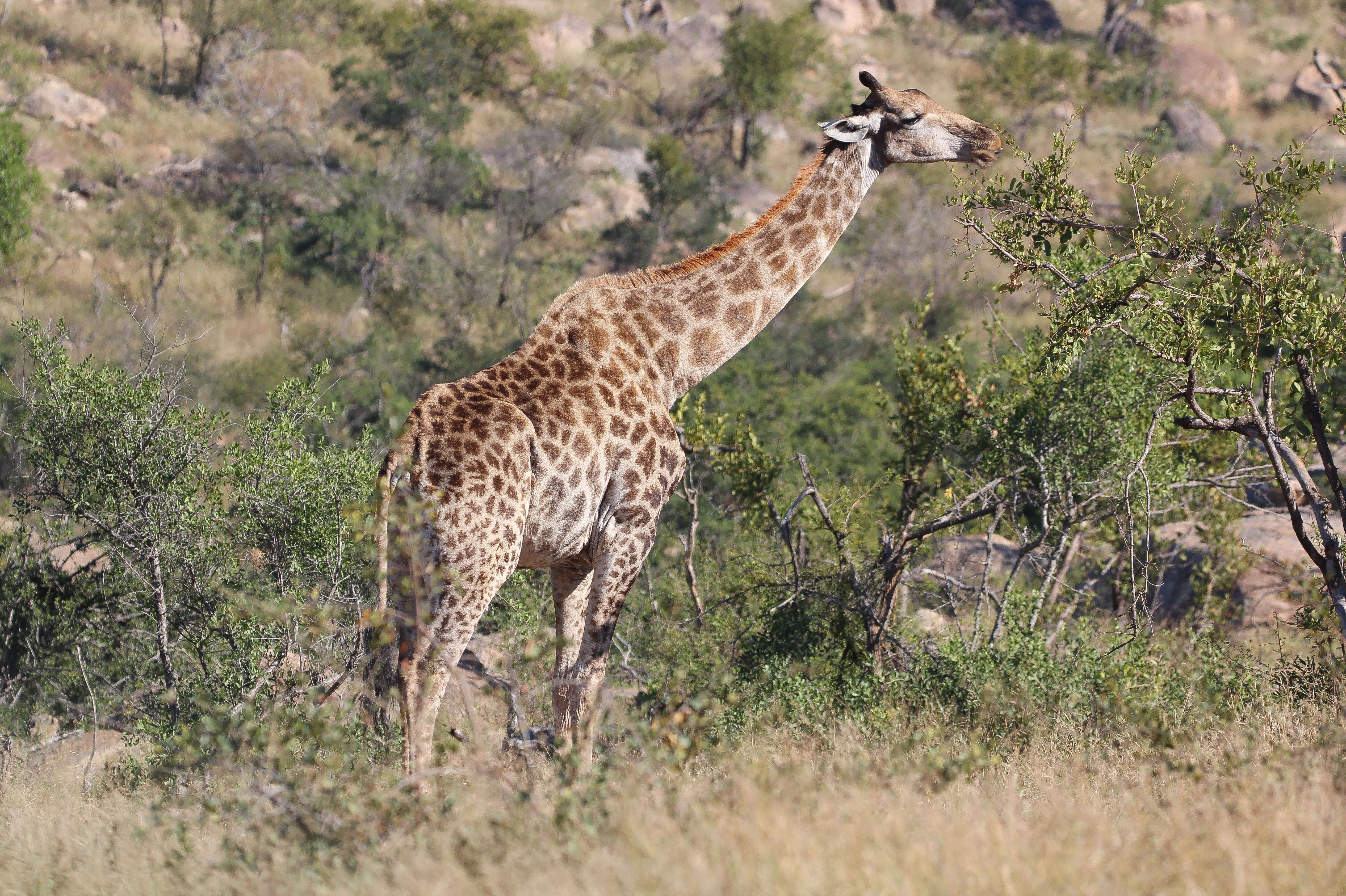 Image of Southern giraffe