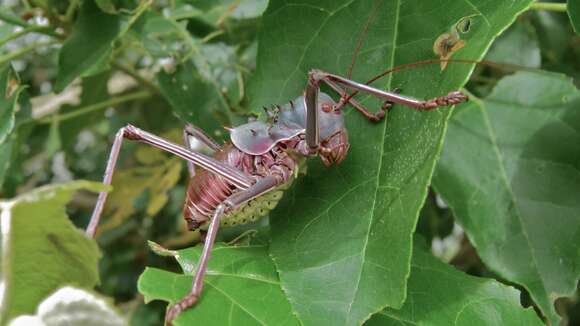 Image of Armoured Katydid