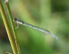 Image of forktail