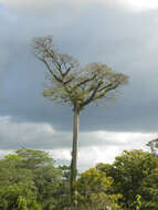 Image of ceiba