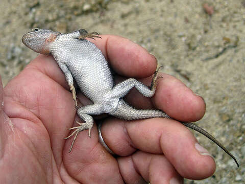 Image of Striped Plateau Lizard