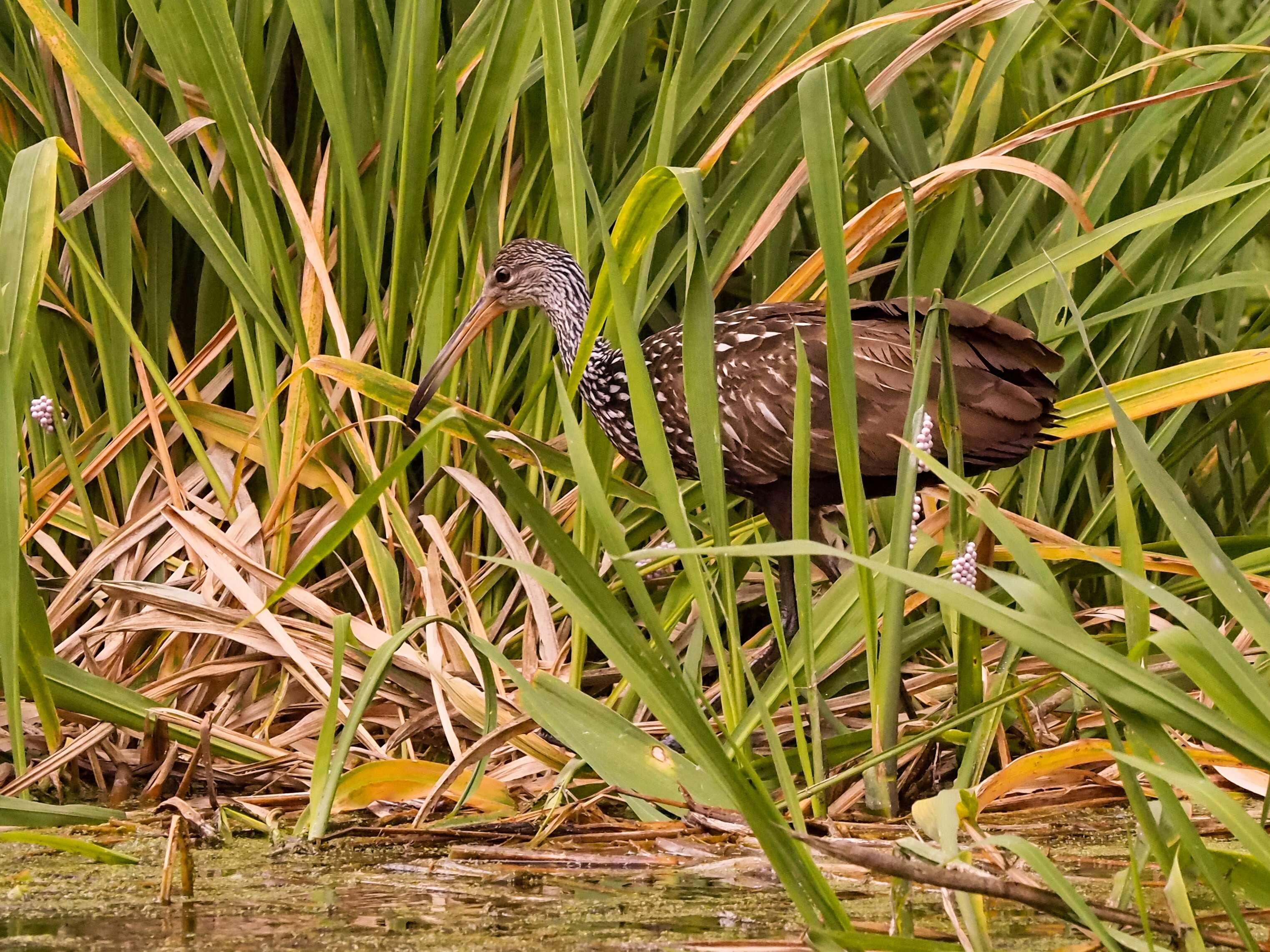 Image of limpkins