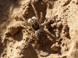 Image of Jumping spider