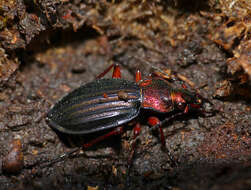 Слика од Carabus (Chrysocarabus) auronitens auronitens Fabricius 1792