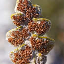 Image of Asplenium ceterach L.