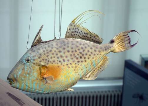 Image of Bluespotted Triggerfish