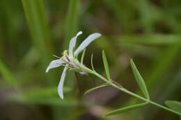 Image of lanceleaf rose gentian