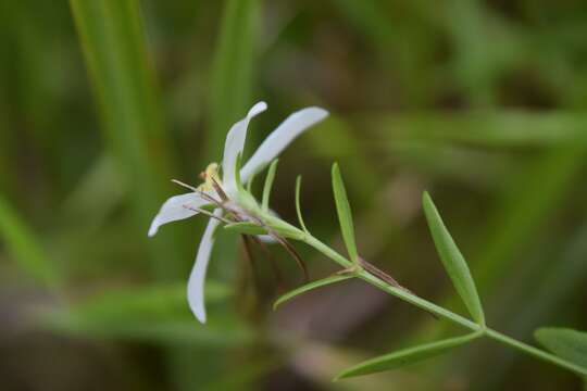 Image de Sabatia difformis (L.) Druce