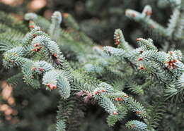 Image of Fir