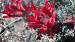 Image of scarlet milkvetch