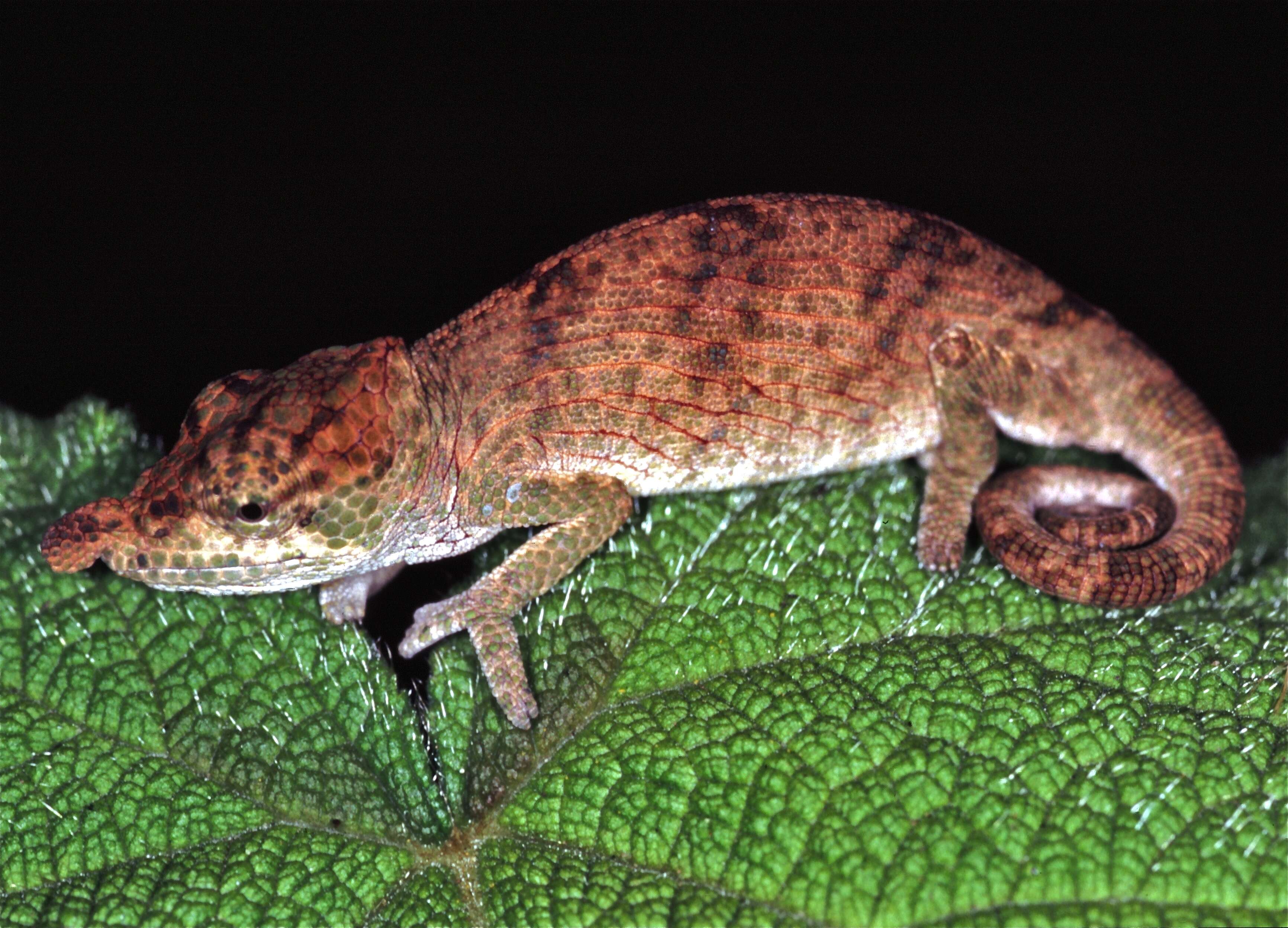 Image of Madagascar & Seychelles Islands Chameleons