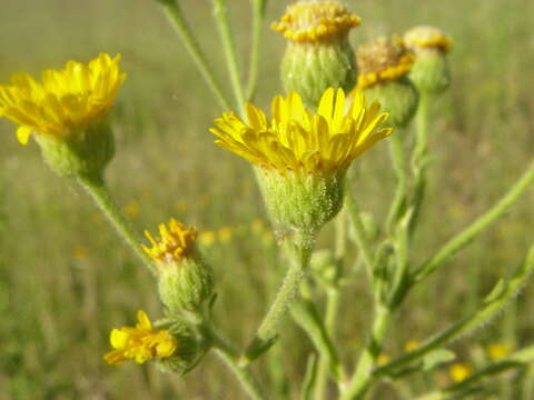 Image of camphorweed