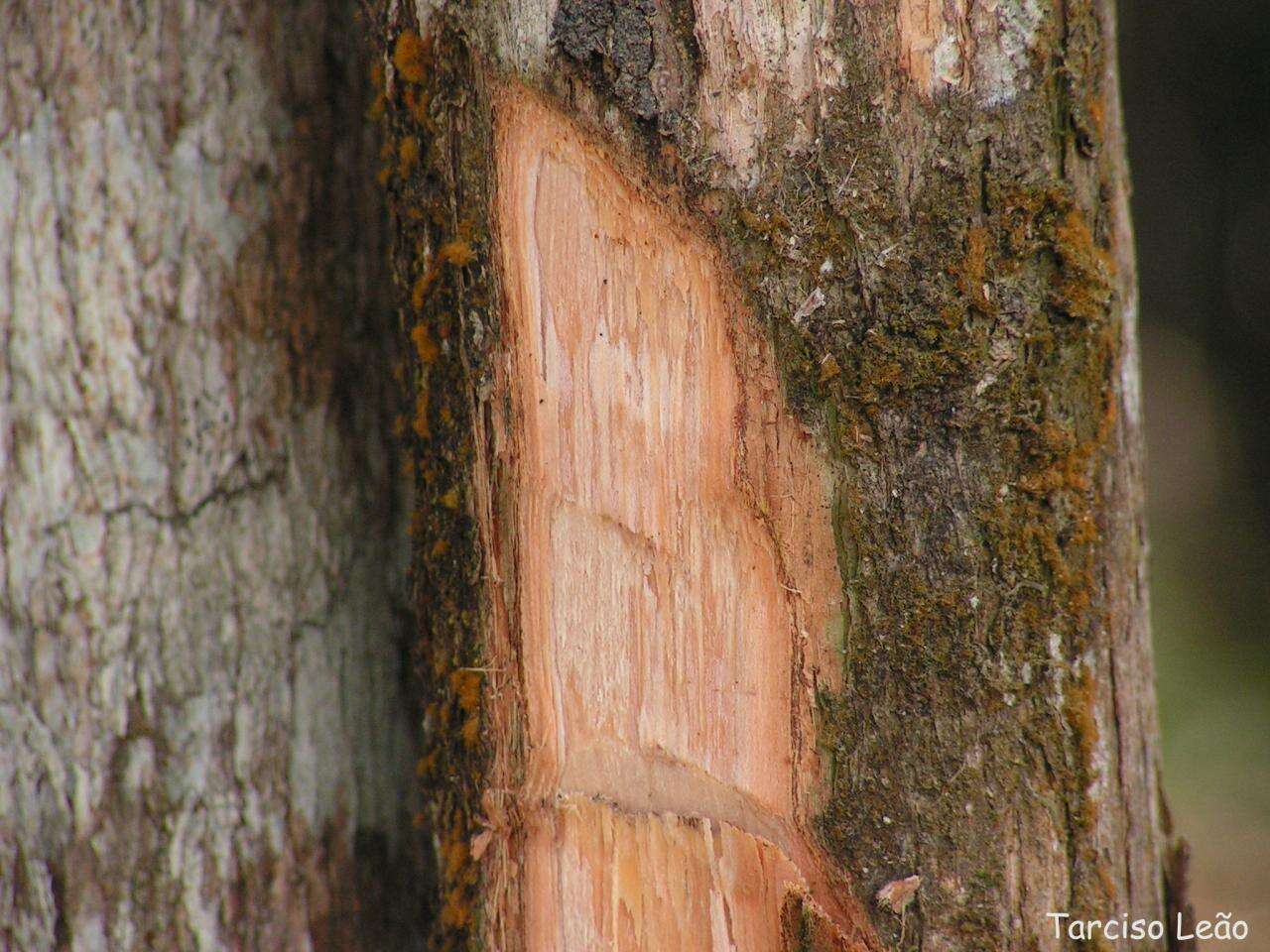 Plancia ëd Campomanesia dichotoma (Berg) Mattos