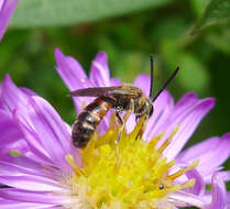 Image of sweat bees