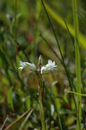 Image of Milkwort