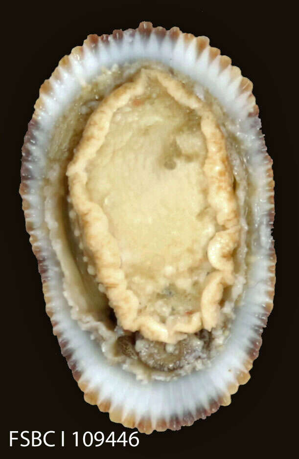 Image of Cayenne keyhole limpet