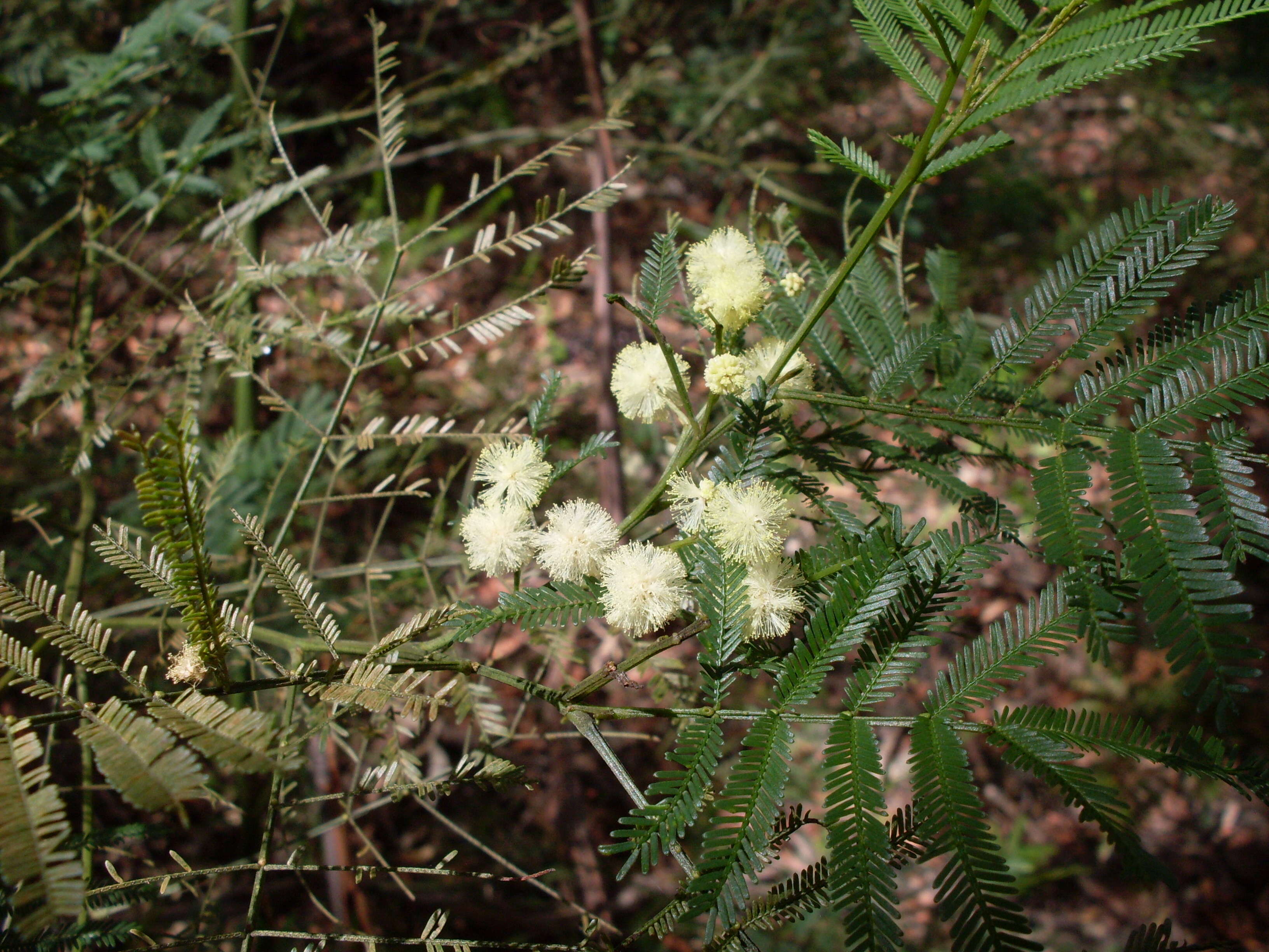 Image of South Wales wattle