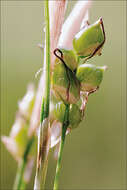 Image de Carex alba Scop.