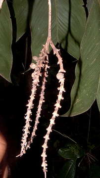 Image de Geonoma pauciflora Mart.