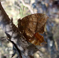 Image of Leafwings