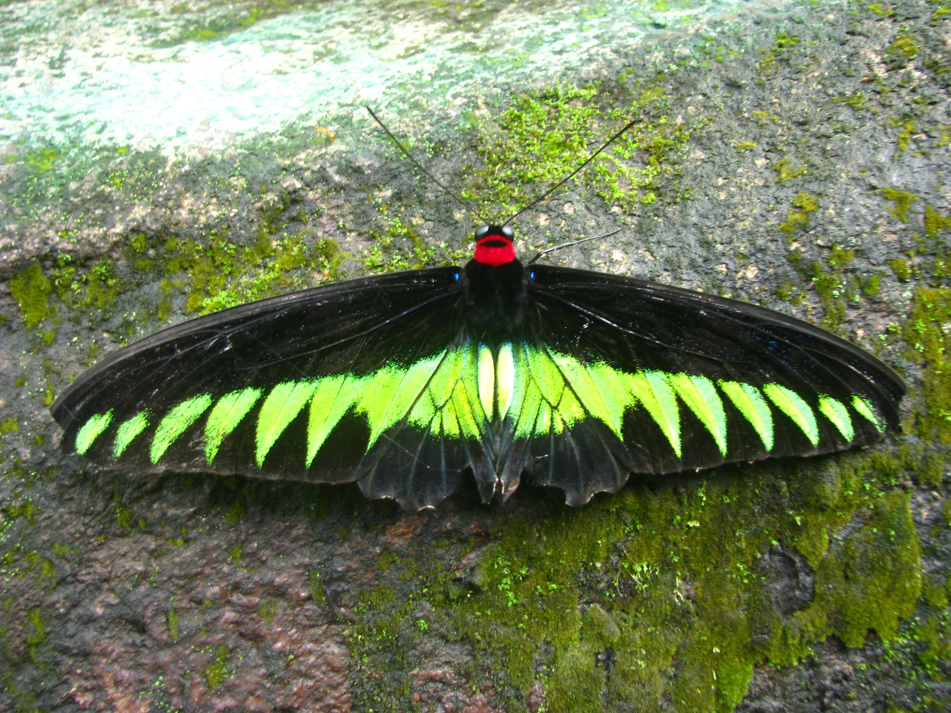 Image of Trogonoptera