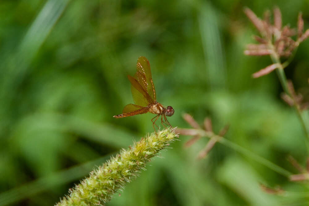 Image of Amberwings