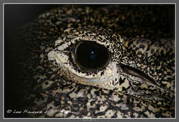 Image of Cuban Crocodile