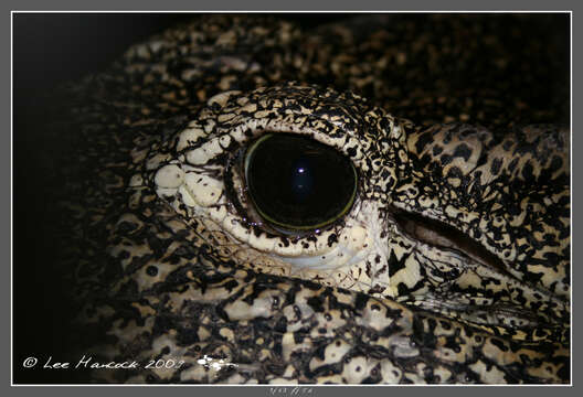 Image of Crocodylus