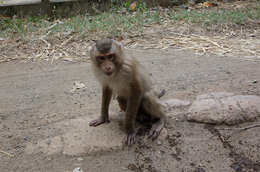 Image of Long-tailed Macaque