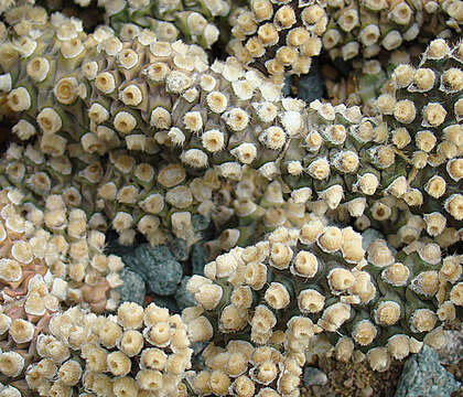 Image of Tephrocactus