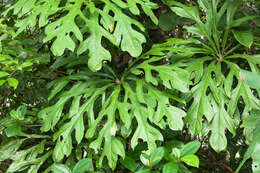 Image of Anthurium clavigerum Poepp.